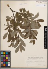 Foto von Salix cinerea L.
